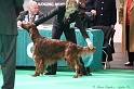 Crufts2011 523